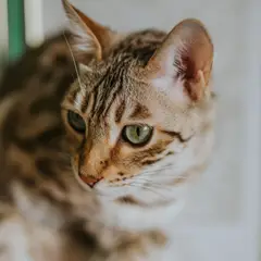 Bengal - Foto 5