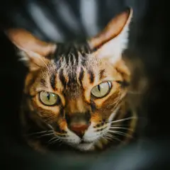 Bengal - Foto 6