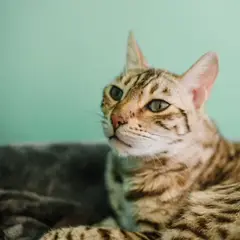 Bengal - Foto 7