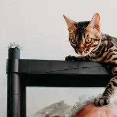Bengal - Foto 8