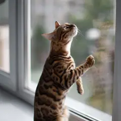 Bengal - Foto 9