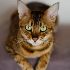 Bengal - Foto 10