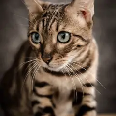 Bengal - Foto 11