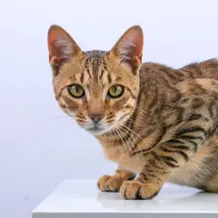 Bengal - Foto 12
