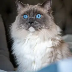 Ragdoll - Photo 1