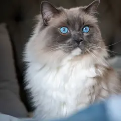 Ragdoll - Photo 2
