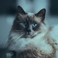 Ragdoll - Photo 3