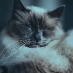 Ragdoll - Photo 4