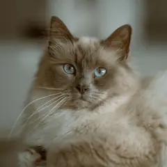 Ragdoll - Photo 5