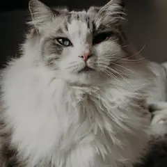 Ragdoll - Photo 6