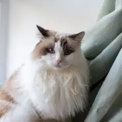 Ragdoll - Photo 7