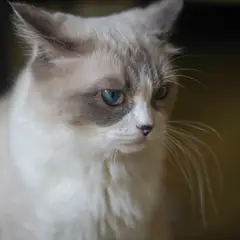 Ragdoll - Photo 8