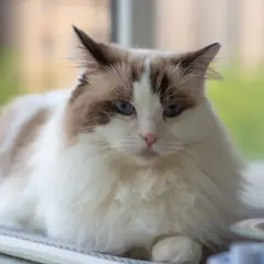 Ragdoll - Photo 9