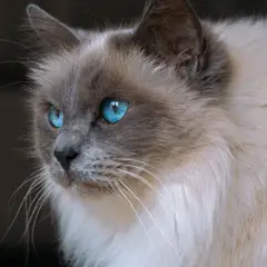 Ragdoll - Photo 10