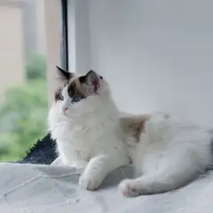 Ragdoll - Photo 11
