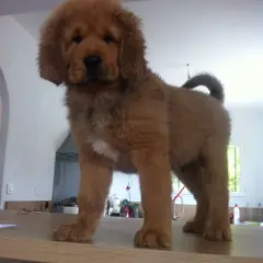 Dogue du Tibet - Photo 3