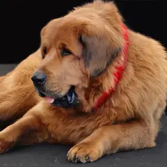 Dogue du Tibet - Photo 5