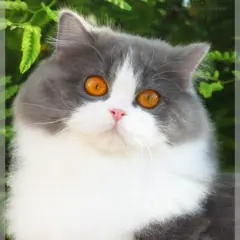 British Longhair - Photo 1