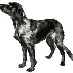 Blue Picardy Spaniel - Photo 1