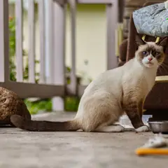 Burma-Katze - Foto 2
