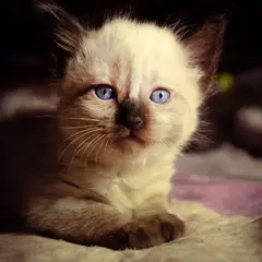 Burma-Katze - Foto 3