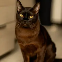 Burma-Katze - Foto 5