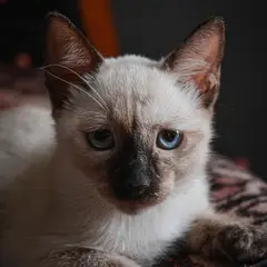 Burma-Katze - Foto 6