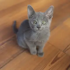 Burma-Katze - Foto 7