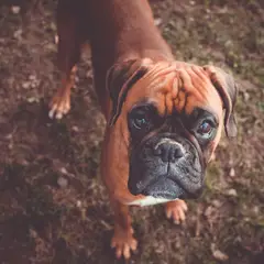 Boxer - Photo 2