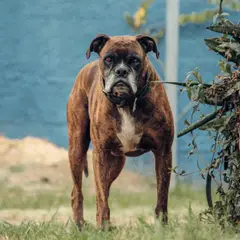 Boxer - Photo 3