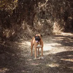 Boxer - Photo 4