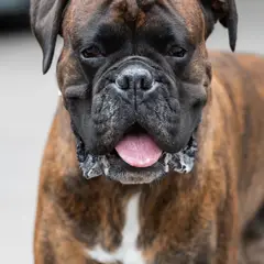 Boxer - Photo 5