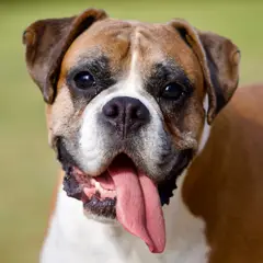 Boxer - Photo 7