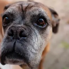 Boxer - Photo 8