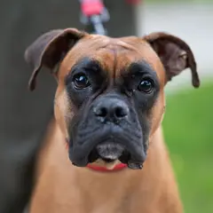 Boxer - Photo 9