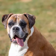 Boxer - Photo 10