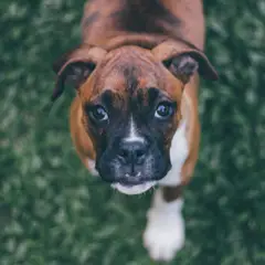 Boxer - Photo 11