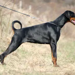 Dobermann - Photo 3