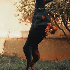 Dobermann - Photo 5
