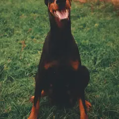 Dobermann - Photo 6
