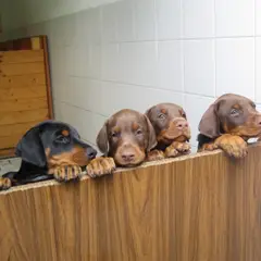 Dobermann - Photo 7