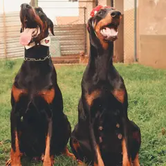 Dobermann - Photo 8