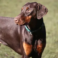 Dobermann - Photo 9