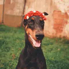 Dobermann - Photo 10