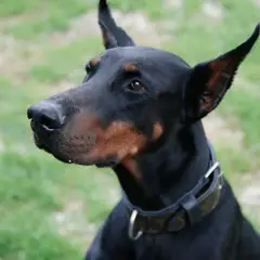 Dobermann - Photo 11