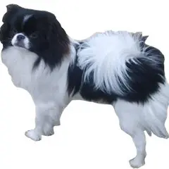 Japanse Spaniel - Foto 1