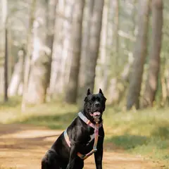 Cane Corso - Photo 4