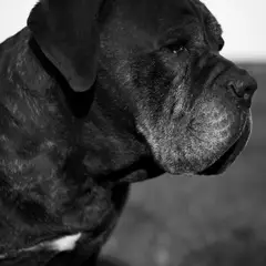 Cane Corso - Photo 6