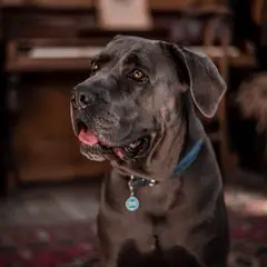 Cane Corso - Photo 9