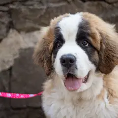 Saint-Bernard - Photo 2